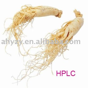 Panax Ginseng