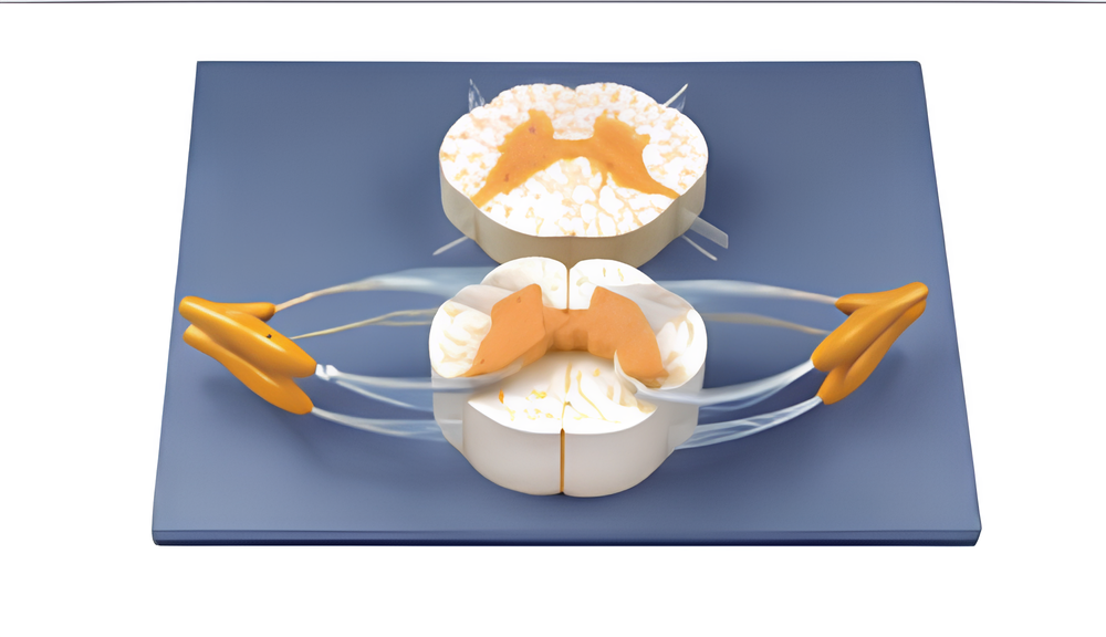 Spinal Cord with Nerve Branches