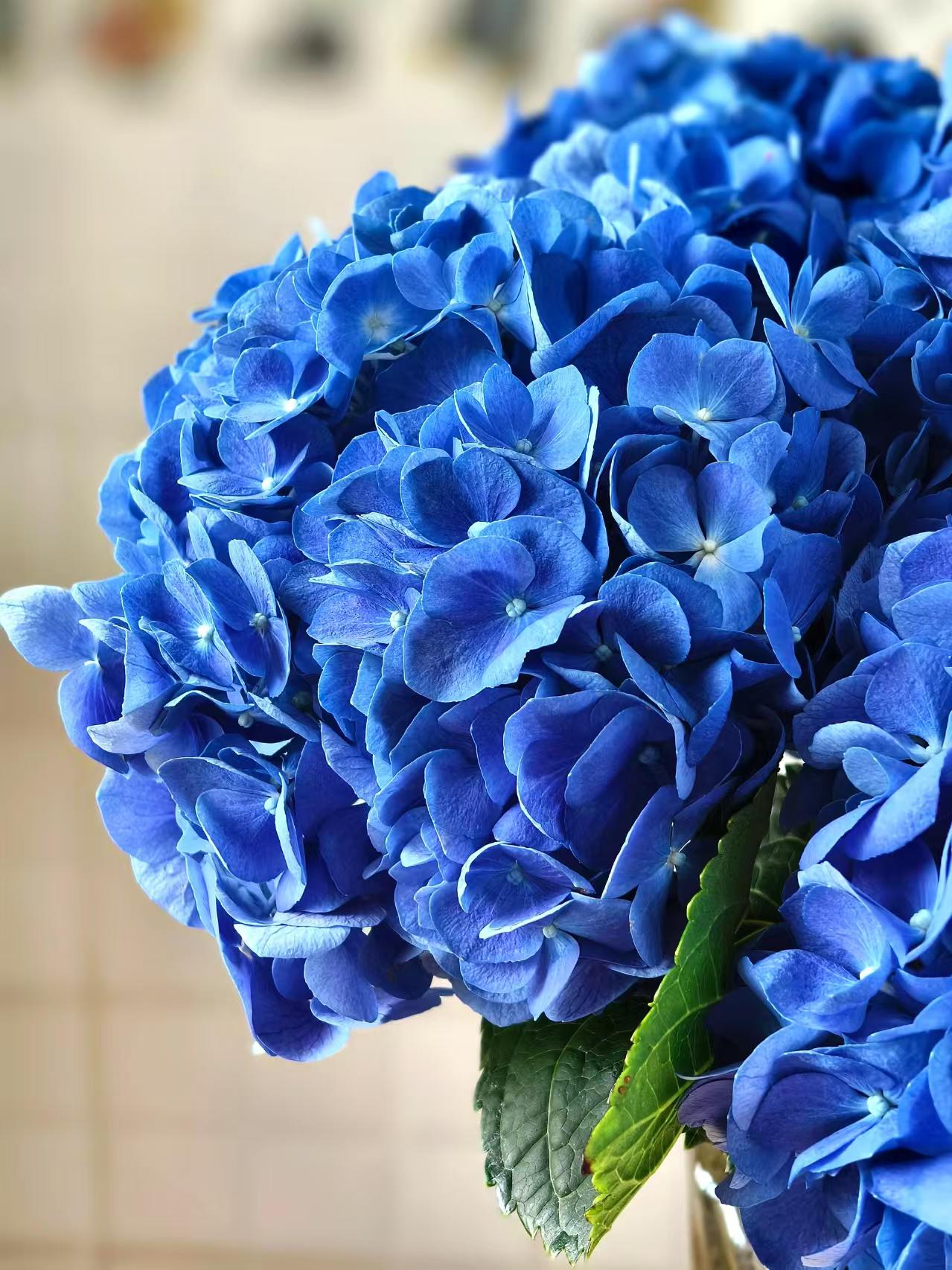 গাঢ় নীল একক হাইড্রেঞ্জা Dark blue single hydrangea
