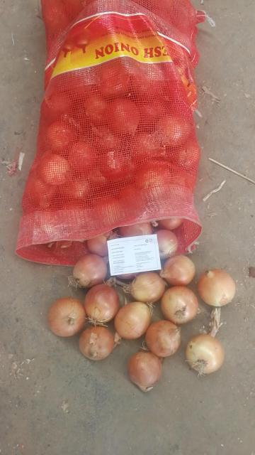 Fresh Gansu onions start