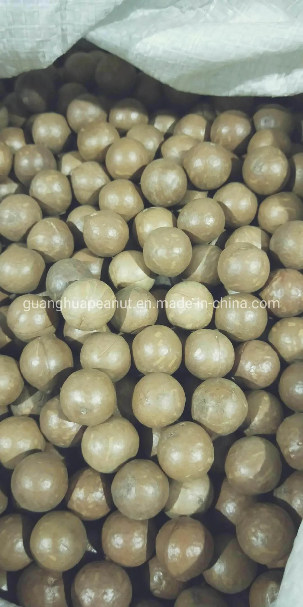 Nutrition and Health High Quality Macadamia Nut