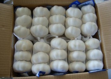 Fresh china  white garlic