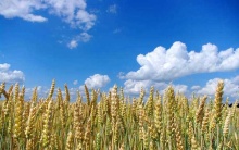 Rustler Selective Herbicide pesticide