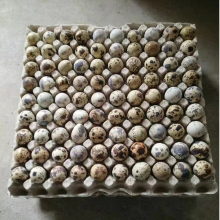 Biodegradable Bagasse Egg Tray - 100% Disposable Sugarcane Pulp Egg Box at Lower Price