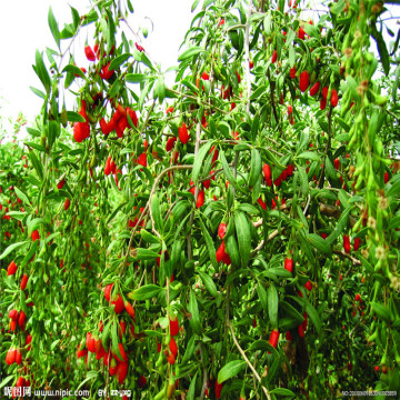 Goji Berry Juice Healthy Juice