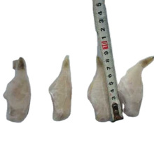 frozen leather jacket fish