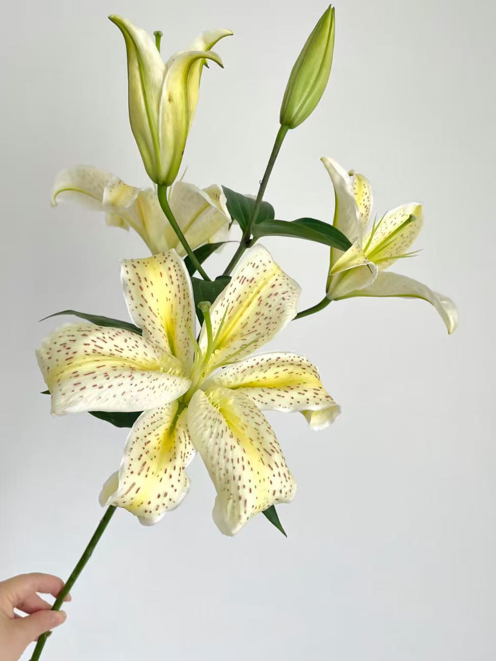 تايجر موين أورينتال ليلي3 Tiger Muen Oriental Lily3