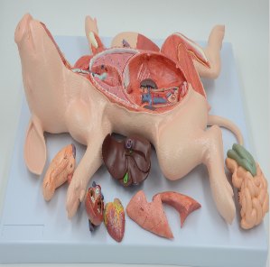 Anatomy Model of Pig Embryos