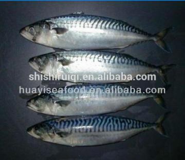 Spanish mackerel For Sale/Canned Spanish Mackerel