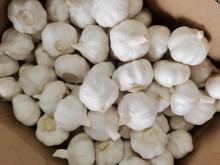 Pure White Garlic Selected