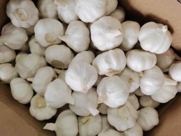 Pure White Garlic Selected