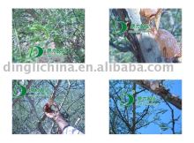 Arabic Gum(Acacia Senegal)