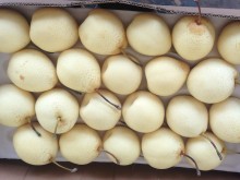 Good Quality Delicious Fresh Pear