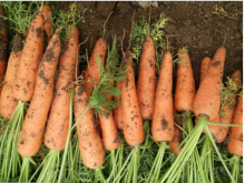 New Crop Water Washed Fresh Carrot