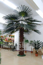 High quality Preserved palm tree