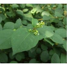 초본 추출물 POLYGONUM CUSPIDATUM 페레 스 베라 트롤 PE&gt; 50 %