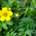 Cure anemia 20:1 Potentilla anserina extract