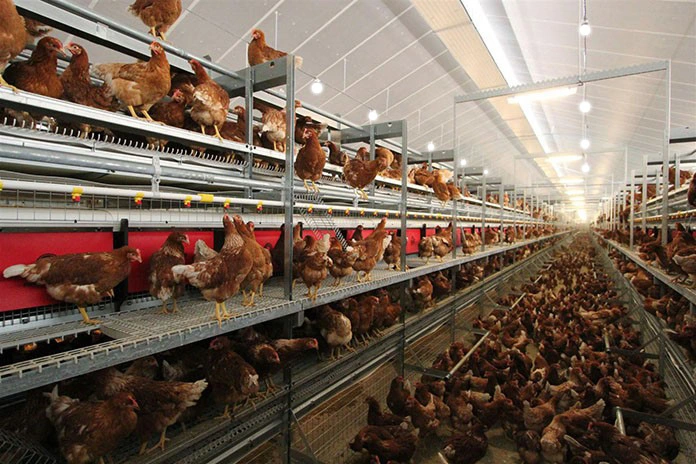 IP66 Szamb Poultry Farm Bulb with CE, ETL, UL, RoHS