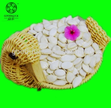High Class White Snow Pumpkin Seed Kernels