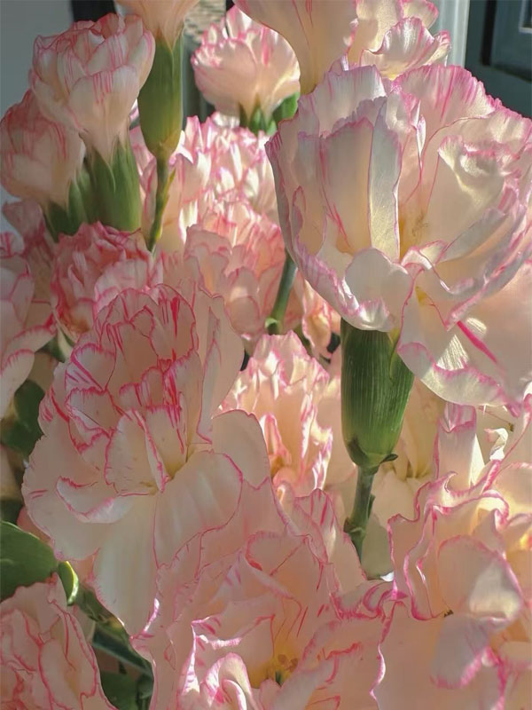 স্প্রে কার্নেশন বাঁধাকপি4 Spray carnation cabbage4