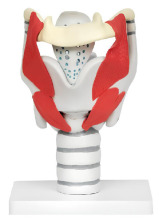 Larynx structure and function amplification model