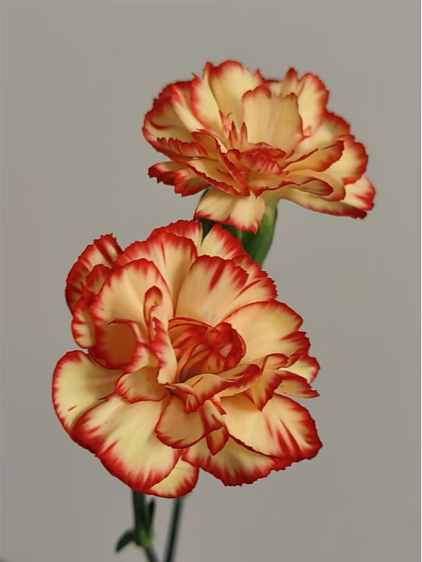 স্প্রে কার্নেশন সাম্বা 1 Spray carnation samba1