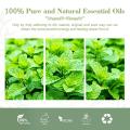 100% pur aliments biologiques Mentha piperita Huile pour la peau de cheveux