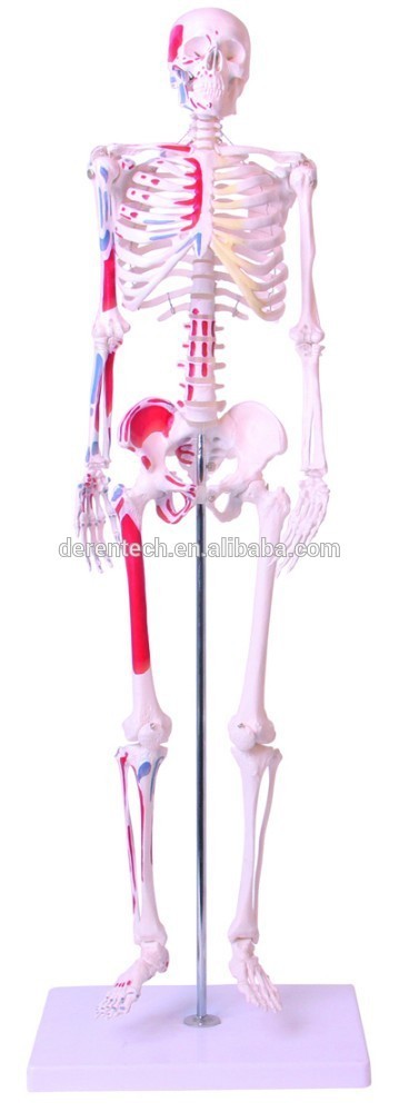 85cm human muscular skeleton model