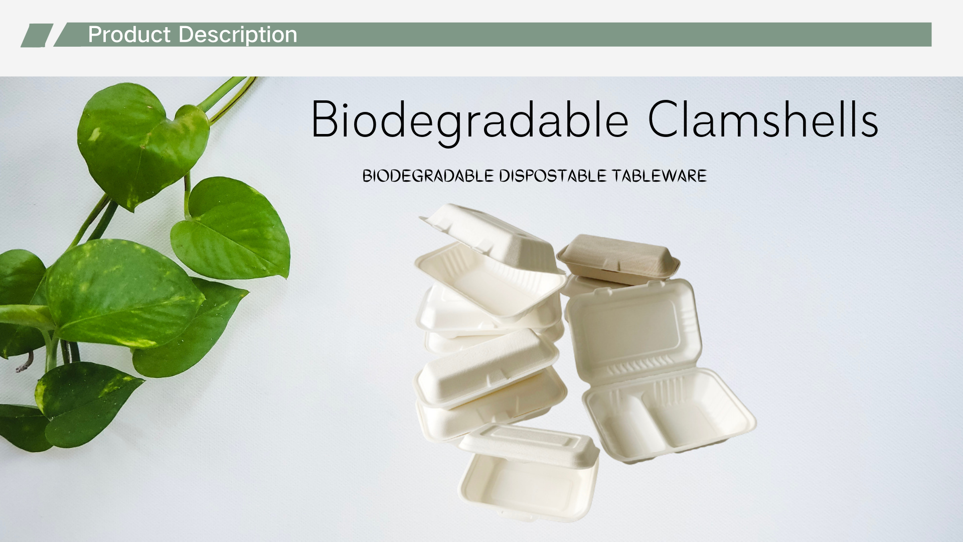 bagasse clamshells