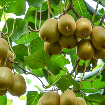 Hot sale green heart kiwi fruit for supermarket