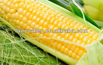 Heirloom Corn Seeds For Sale-Pioneer Corn Seed