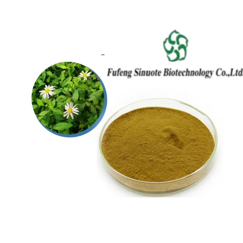 Premium-Kalimeris-Indica-Extract-for-Natural-Wellness-Solutions Premium-Kalimeris-Indica-Extract-for-Natural-Wellness-Solutions