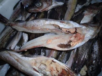 IQF Bqf Pollock Fish