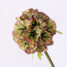 Wholesale Preserved Windmill Shape Scabiosa Atropurpurea Flowers