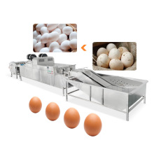 Industrial Chicken Egg Clean Machine: Salted Duck Egg Wash Machine for Sale