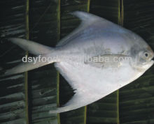 Silvery Pomfret Fish