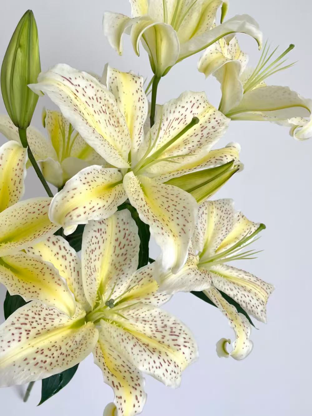تايجر موين أورينتال ليلي2 Tiger Muen Oriental Lily2