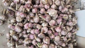 Garlic?Fresh??Garlic??Fresh?Price From?Fresh?Jining?Garlic/ajo Chino Jinxiang?Garlic