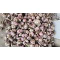 Garlic Fresh  Garlic  Fresh Price From Fresh Jining Garlic/ajo Chino Jinxiang Garlic