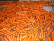 Nutritious good quality carrot
