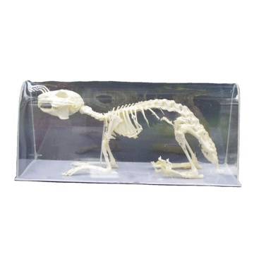 Rabbit Skeleton Model - Natural Bone Specimen for Lab and Classroom Teaching Aids