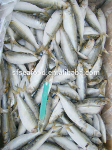 Frozen seafood frozen sardine