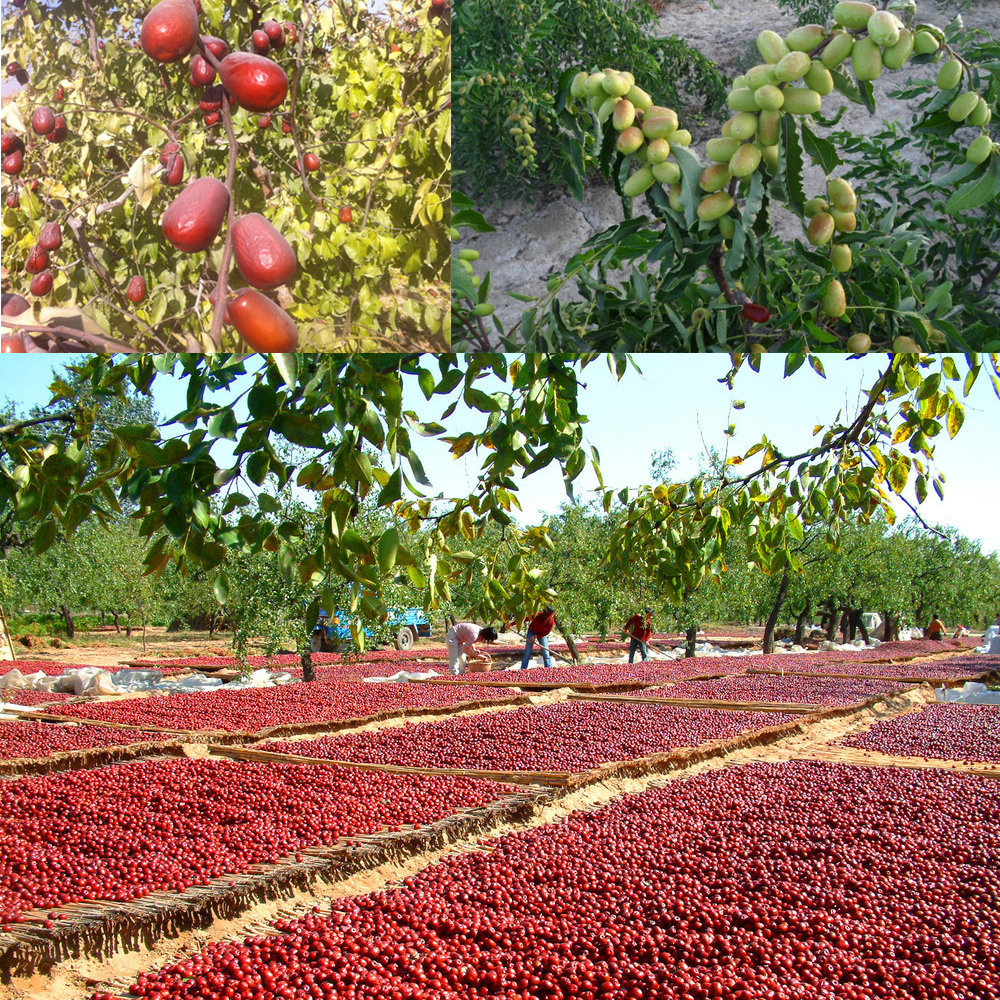 Best sales roasted dried xinjiang date