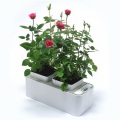 Indoor Planter Growing Rubber Flower Pot