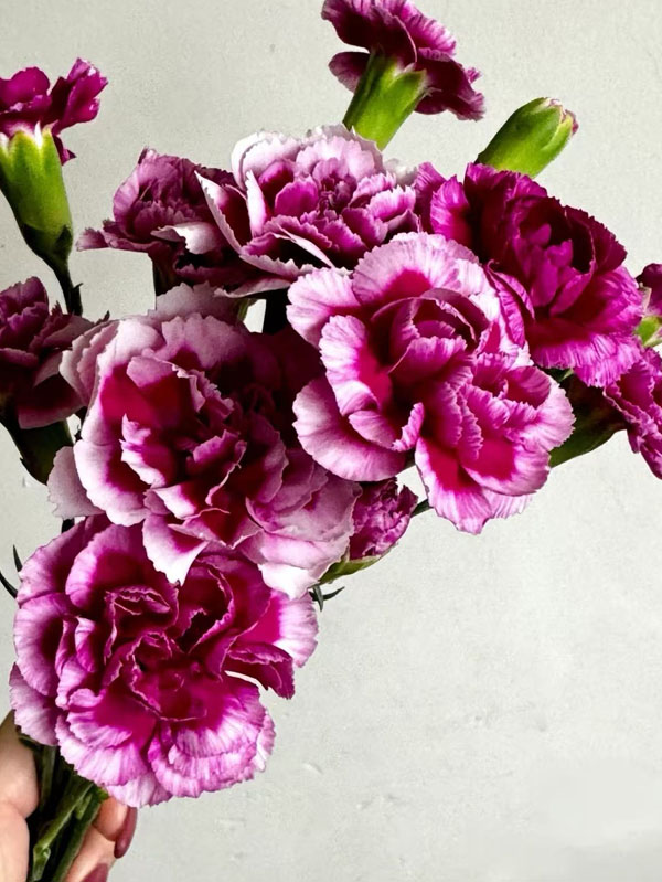 স্প্রে কার্নেশন ফ্যাশন 3 রাজপুত্র Spray carnation the prince of fashion3