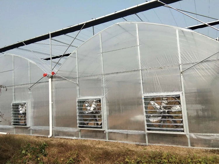 Tunnel tropical plastic film grape production greenhouse