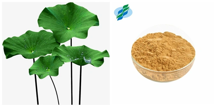 Lotus Leaf Extract Powder Nuciferine 98% by HPLC