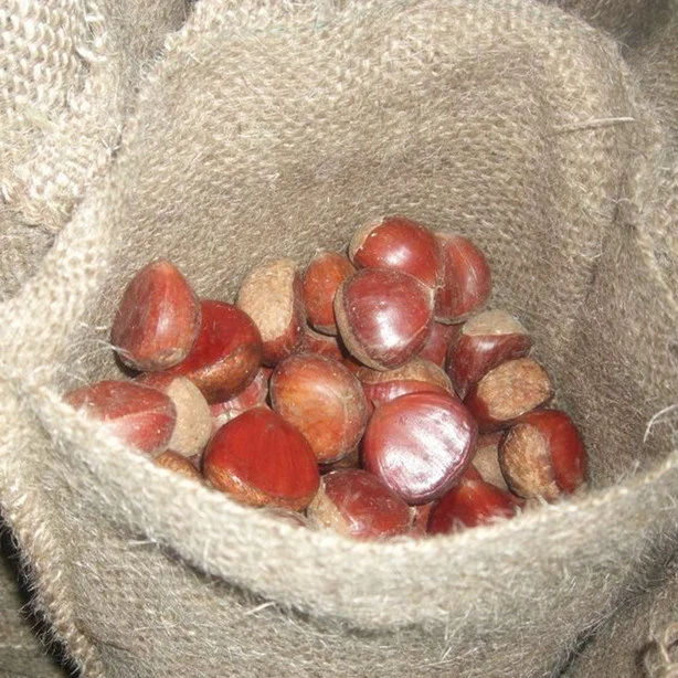 New Crop High Quality Fresh Chestnut