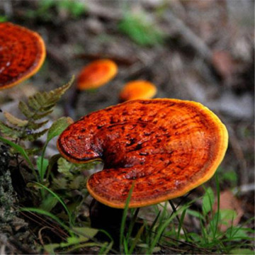 Ganoderma lucidum 포자 오일