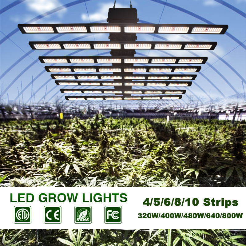 Amazon Grow Lights